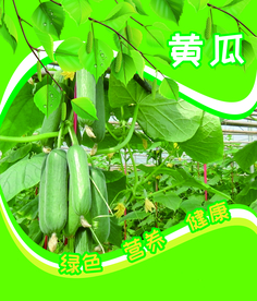 黄瓜