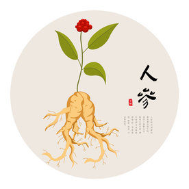 人参手绘