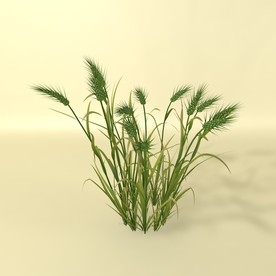 花草模型 植物模型 花卉模型