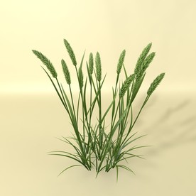 花草模型 植物模型 花卉模型