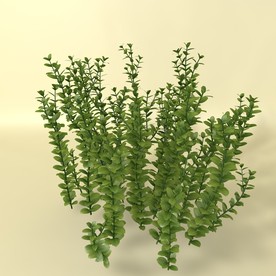 花草模型 植物模型 花卉模型