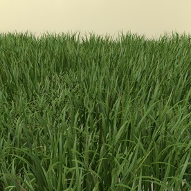 花草模型 植物模型 花卉模型