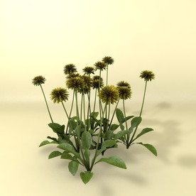 花草模型 植物模型 花卉模型