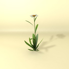 花草模型 植物模型 花卉模型