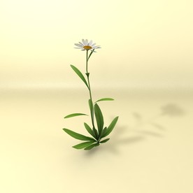 花草模型 植物模型 花卉模型