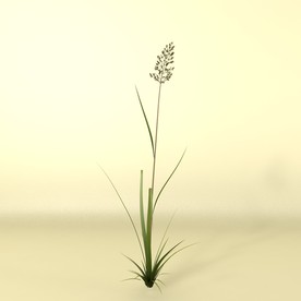 花草模型 植物模型 花卉模型