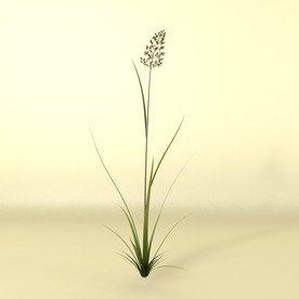 花草模型 植物模型 花卉模型