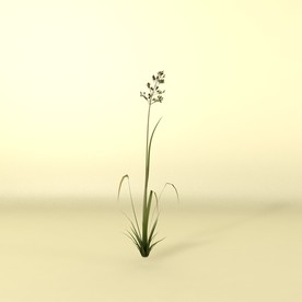 花草模型 植物模型 花卉模型