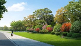 道路绿化组团效果图