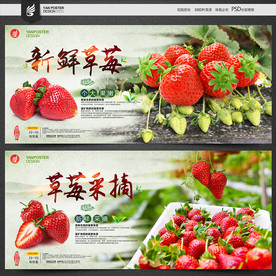 草莓采摘