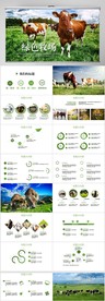 绿色牧场畜牧业养殖牛群PPT