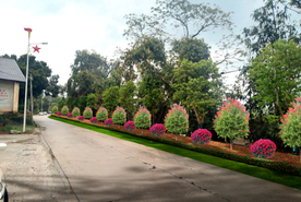 乡村道路绿化景观设计效果图