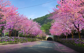 樱花道路景观设计效果图