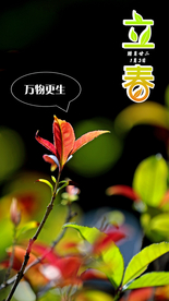 立春节气嫩芽植物摄影照片海报