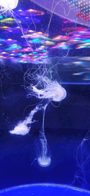 水母 壁纸