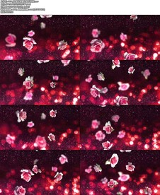 玫瑰花落舞台音乐背景视频