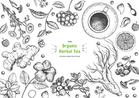 生姜手绘 人参插画 柠檬茶