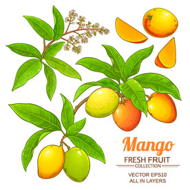 芒果插画 水果手绘