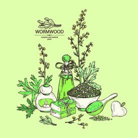 艾蒿线描 艾草手绘 艾高插画