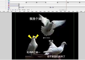 人类是鸽子还是复读机动画