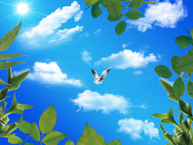 绿叶蓝天白云