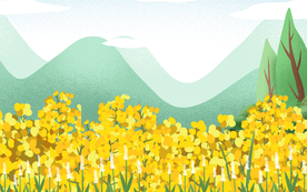 油菜花春季背景展板