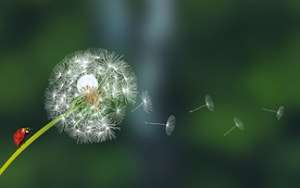 蒲公英装饰植物背景