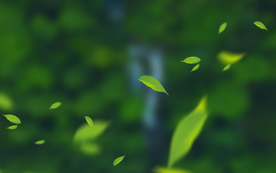 绿色装饰植物背景