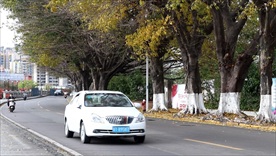 落叶 金黄 车流 行人 街道