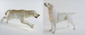 两只拉布拉多导盲犬模型