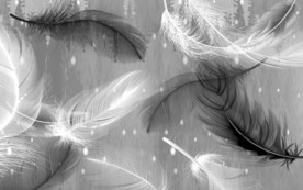 高清 羽毛无框画 TIF分层