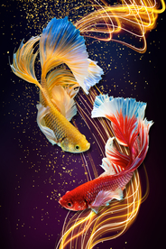 鲤鱼晶瓷画玄关