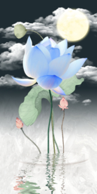 荷花图