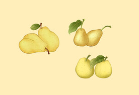 手绘梨