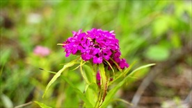 美丽花儿草绽放高清视频