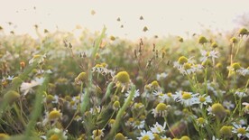 风景素材近焦蒲公英花丛