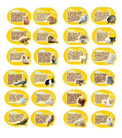 宠物 动物 介绍