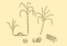 手绘甘蔗线描稿