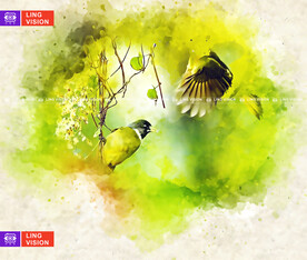 小鸟装饰画
