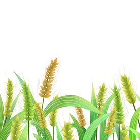 小满麦子插画卡通元素