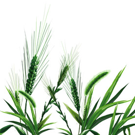 插画小满麦子卡通元素