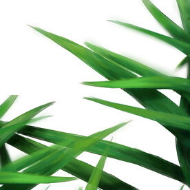 插画树叶绿色叶子元素