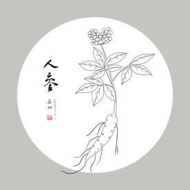 手绘人参