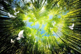 清新绿色天空下的树枝和白鸽