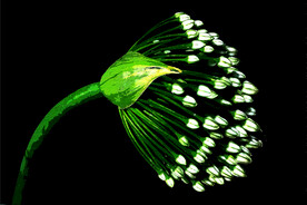 客厅装饰油画孔雀花蕾