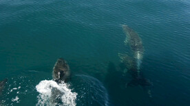 海豚在海里游泳