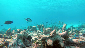 鱼在礁石上游泳