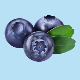 手绘蓝莓