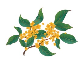 桂花矢量图