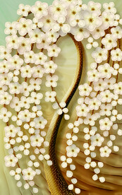 发财树 装饰画 晶瓷画